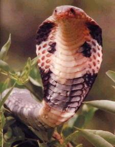 眼镜王蛇的图片,神秘生物的神秘面纱