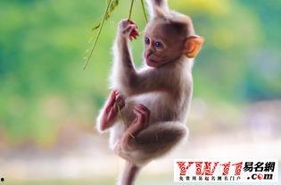 属猴明星有哪些,盘点属猴的璀璨明星