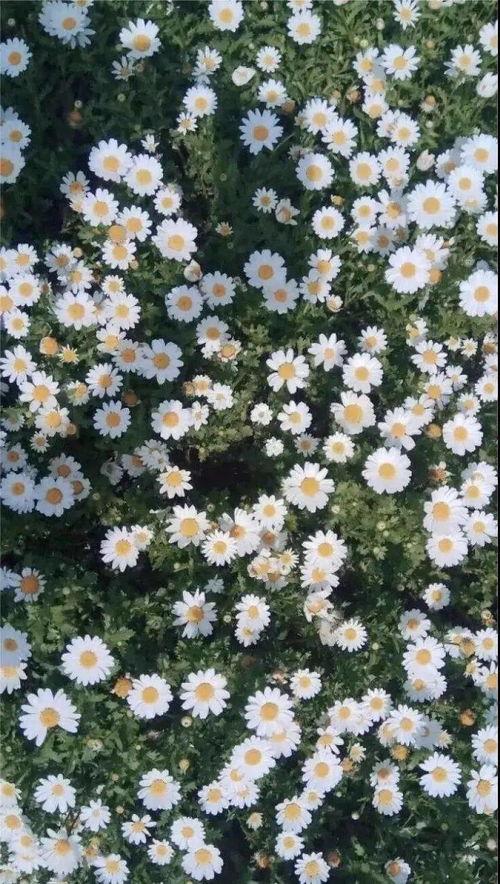ins背景图雏菊,探寻自然之美与心灵共鸣
